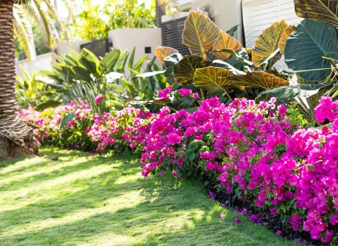 sun backyard flowers landscaping tyler fl